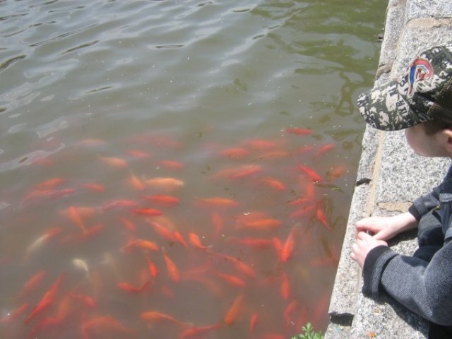 Золотые рыбки в санатории Тангинцзы, Китай