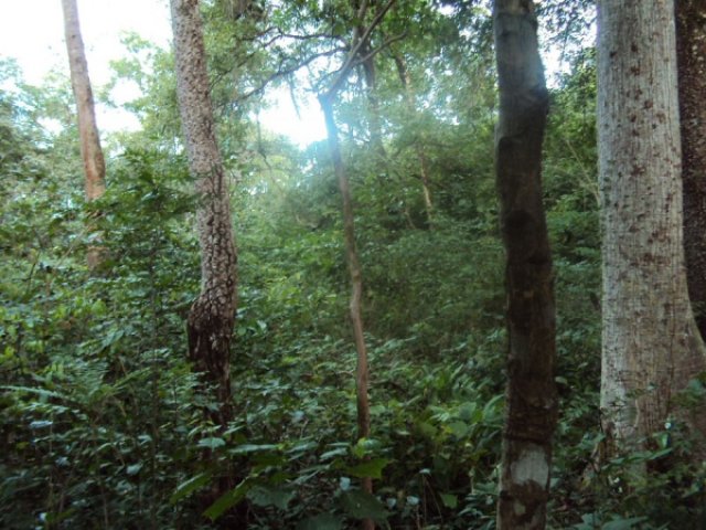 Венесуэльский лес