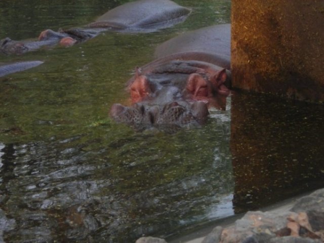 В зоопарке Дели дремлющий бегемот, Индия
