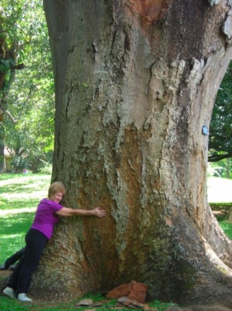 Большое дерево в ботаническом саду, Шри-Ланка