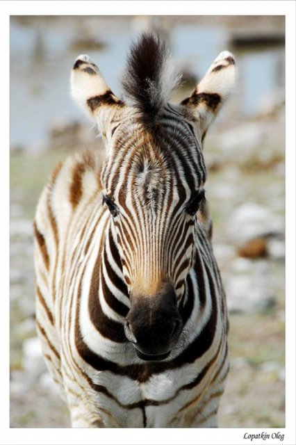 Детеныш зебры, нац. парк Etosha