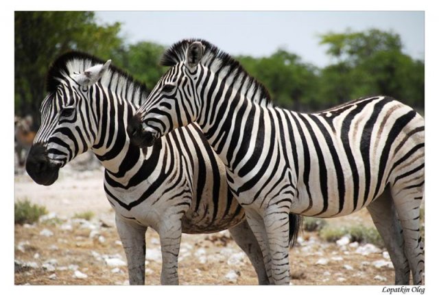 Зебры, нац. парк Etosha