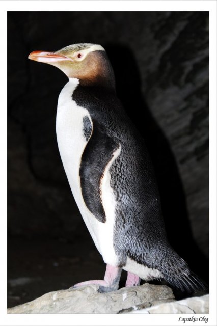 Ellow eyed pinguin