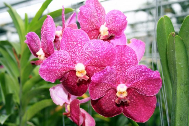Ферма орхидей, Пхукет