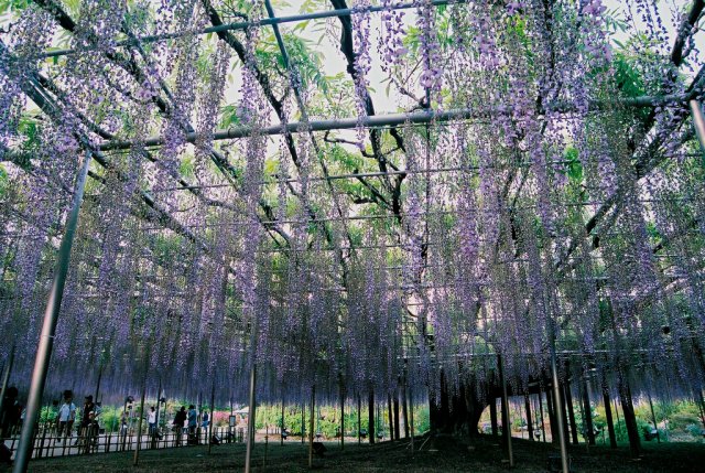 Глицинии в парке Асикага, Япония