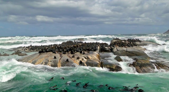 Остров морских котиков, Кейптаун