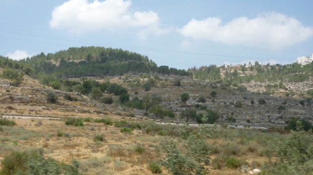 Иерусалимский лес. На подъезде к Иерусалиму