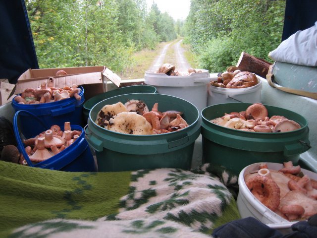Сбор грибов в Кеми, Карелия, Россия