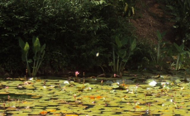Лагуна в Ботаническом саду Каракаса, Венесуэла