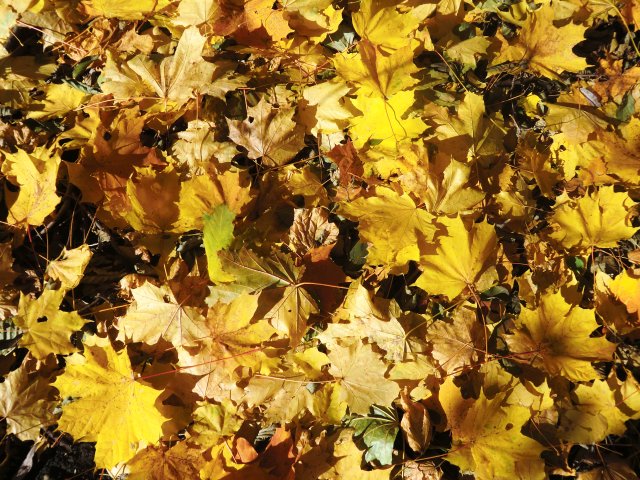 Листья жёлтые, осенние...