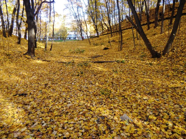Осенний ковёр.