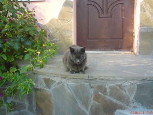 Гурзуфские кошки, Крым