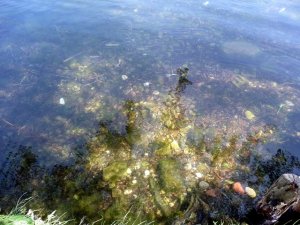 Чистота воды Тракайского озера