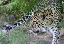 Дальневосточный леопард в заповеднике Кедровая Падь, Россия