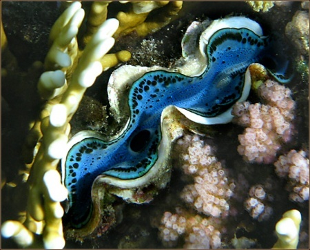 Египет красное море малюски